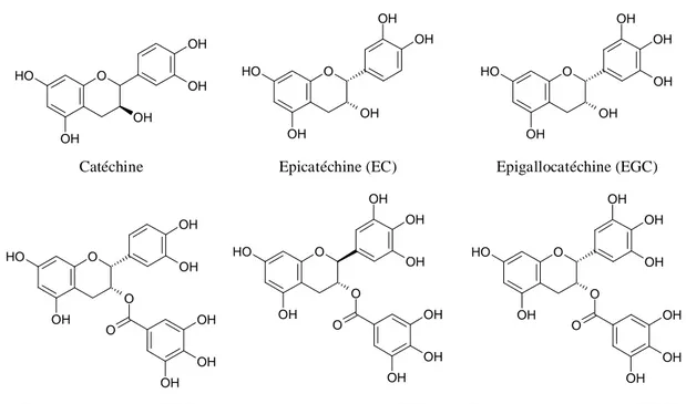 Figure I - 6 : Formules développées de quelques catéchines 