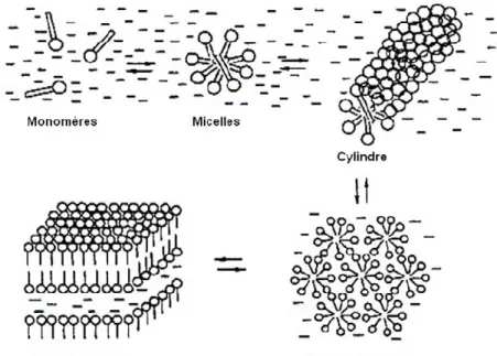 figure I-39 : Représentation schématique de l’évolution d'une solution de tensioactifs avec  l'augmentation de la concentration 