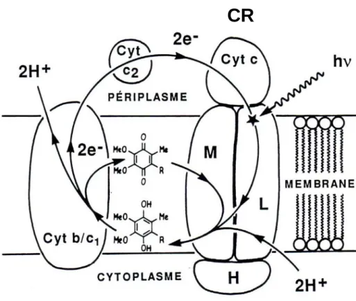 Figure 4 : Schéma de la membrane cellulaire d’une bactérie photosynthétique. 4,13 