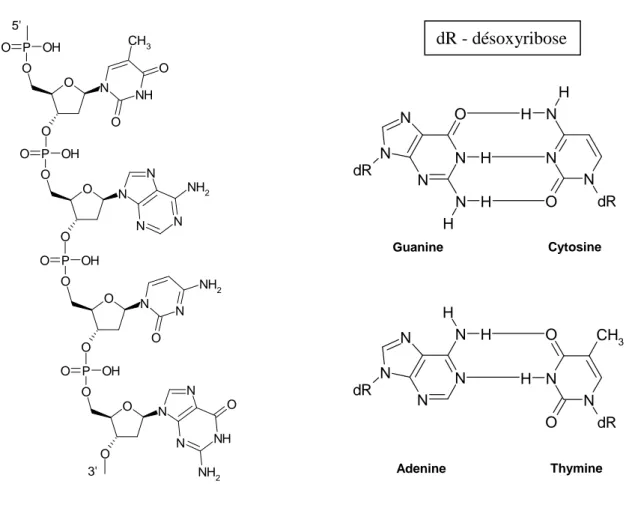 Figure II-1 : Structure de l’ADN et de ses paires de nucléotides 
