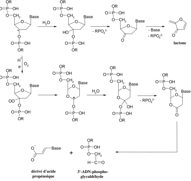 Figure  I-20 : :Mécanismes de coupure de brins d’ADN à partir du radical C(3’) du désoxyribose
