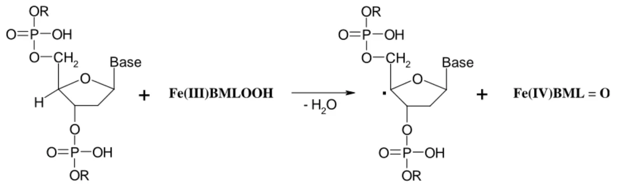 Figure  I-24 : Arrachement de l’atome d’hydrogène en 4’ du désoxyribose par la bléomycine 