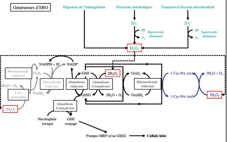 Figure 1.2. Schéma des différents procédés biochimiques de défense antioxydante de Plasmodium
