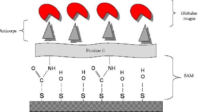 Figure 2.8. Schéma des différentes couches moléculaires utilisées pour le greffage de globules rouges  par l’intermédiaire d’interaction antigène/anticorps