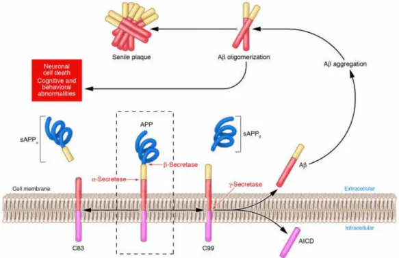 Figure 10-I : Métabolisme de la protéine APP et génération des peptides Aβ d’après Gandy  et al., 61 