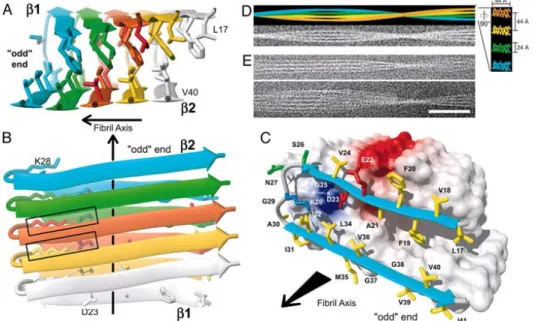 Figure 12-I : Structure tridimensionnelle d’une fibrille de Aβ42 (oxydé sur Met35) d’après  Lürhs  et al.,  89 