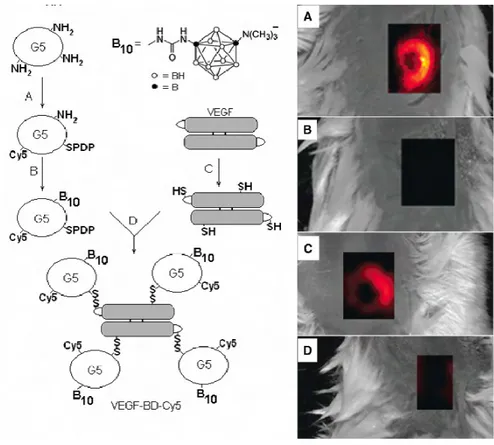 Figure 1-22 : Synthèse multi-étape du système VEGF- 10 B-Den-Cy5 81  (gauche) et l’imagerie in vivo du tissu  tumoral  ciblé  (droite) :  A)  et  C)  en  présence  du  système  VEGF- 10 B-Den-Cy5 ;  B)  en  présence  de 