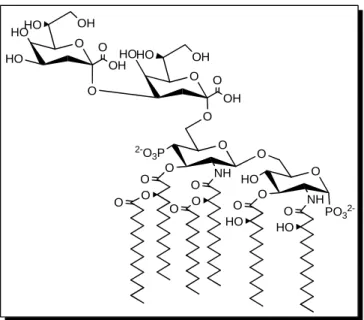 Figure 1 : représentation de la structure de lipide A-2 KDO de E. Coli.