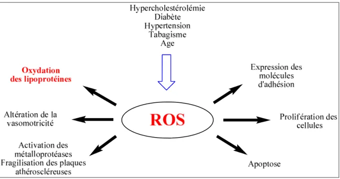 Figure 2 - Rôle des ROS dans les cellules.