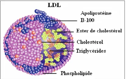 Figure 6 - Structure d'une LDL.