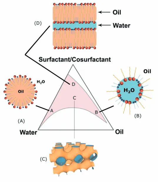 Figure 1.3: Typical phase diagram of a four-component system. (O/W) microemulsion (A), (W/O) microemulsion (B), bicontinuous microemulsion (C), lamellar phase (D).