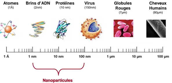 Figure 1 : Gamme de tailles des nanoparticules, en comparaison avec les principales structures chimiques  et biologiques