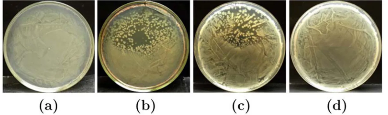 Figure 1-19. Photographies de boîtes de pétri contenant de l’agar contaminé par la Salmonella  typhimurium  : -(a) échantillon non traité (contrôle), –(b) échantillon traité par plasma directement en  contact avec l’agar, -(c) échantillon traité par plasma