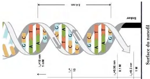 Figure 28 : représentation de l’écrantage de Debye sur un brin d’ADN en fonction de la  force ionique de la solution