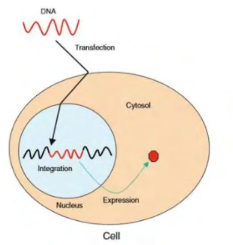 Figure 1-1  Schematic  diagrams  of  gene  transfections  principle  by  using  virus  vector