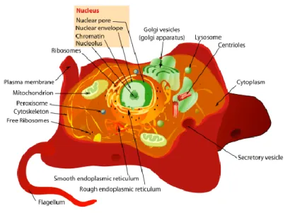 Figure 2.5 : Structure typique d’une cellule végétale. (Eukaryotic Cell vs Prokaryotic Cell - Difference  and Comparison | Diffen, no date)