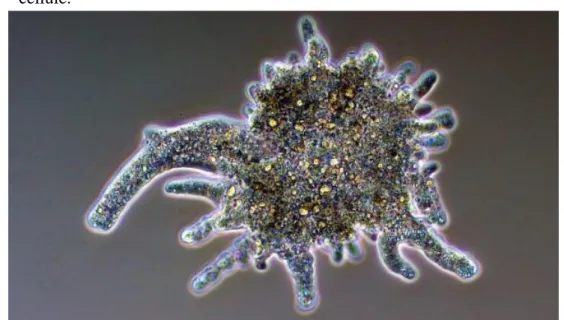 Figure 2.8 : Exemples d’organismes unicellulaires.  (a) : Image au microscope optique d’un protozoaire,  une amibe montrant plusieurs pseudopodes