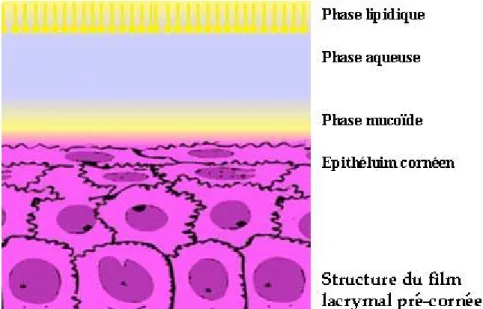Figure 11 : structures histologiques de la cornée   [133] 