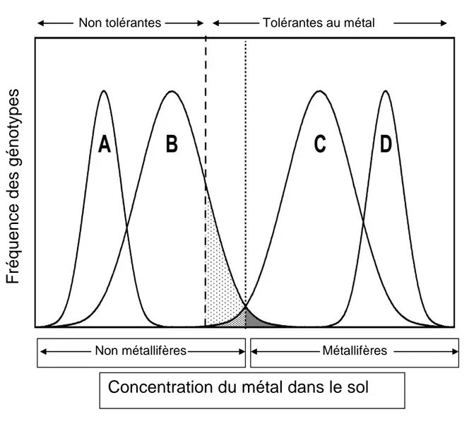 Figure 7 : Schéma de la répartition théorique des espèces végétale : A, B, C, D. Fréquence des 