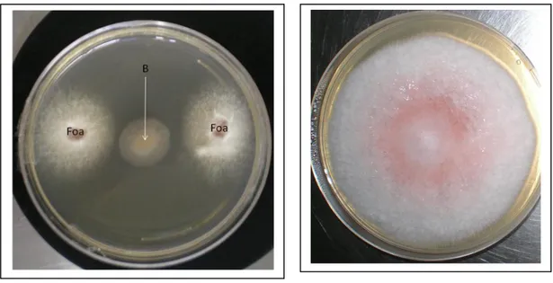 Figure 3a : Co-culture de  Fusarium oxysporum  f. sp.  albedinis (Foa) et des bactéries (B)  antagonistes  en milieu PDA 