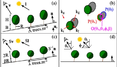 Figure 2-8 La radiance de patch de forêt modélisée par ellipsoïde (a) Ombrage de feuillage (b)