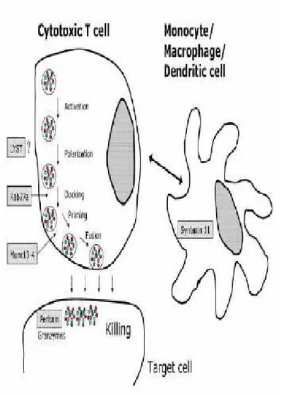 Figure 6 : Défaut d’activité cytotoxique des lymphocytes T CD8 et NK [26] :