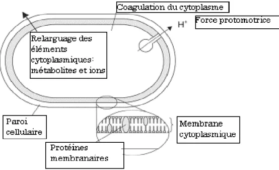 Figure 9 : Mode d’action des huiles essentielles et de leurs  constituants sur la  cellule bactérienne (Burt 2004)