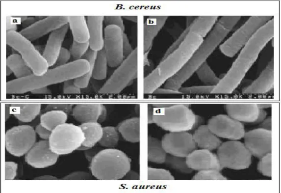 Figure 11 : Micrographies électroniques à balayage de Bacillus cereus et  Staphylococcus aureus (Kwon et al