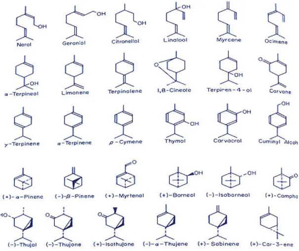 Figure 14: Certaines molécules représentatives des monoterpènes acycliques et monocycliques  et bicycliques (Loomis et Croteau 1980)