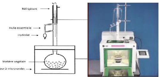 Figure 21: Système d'extraction des huiles essentie lles par micro-ondes  (Lucchesi et al