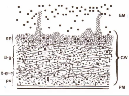 Figure 1: Schéma de la structure de la paroi cellulaire de C.albicans selon Chaffin et  coll