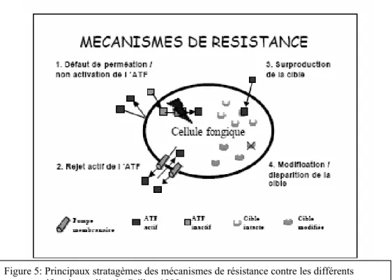 Figure 5: Principaux stratagèmes des mécanismes de résistance contre les différents  agents antifongiques d’après Grillot, 1999 