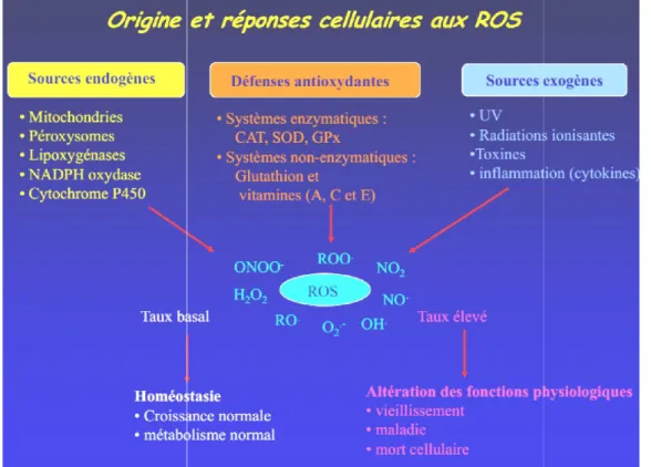 Figure 2 : Origine et réponse cellulaire aux ROS (Petropoulos 