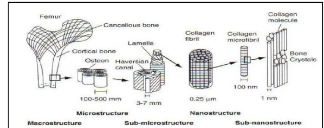 Figure I.5. Figure présentant la macrostructure, la sub-microstructure et la nanostructure