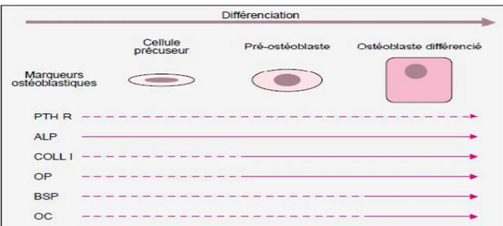 Figure I.7. Principaux marqueurs exprimés au cours de la différenciation de l’ostéoblaste (- - - -) : faible expression,