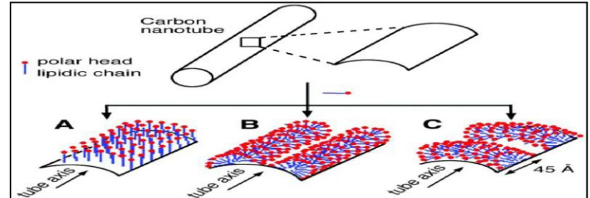 Figure I. 16. Différentes organisations possibles du SDS sur la surface d'un NTC. (A) Le SDS s’adsorbe