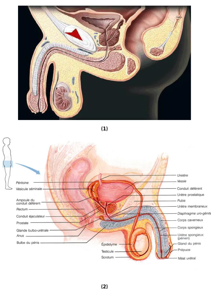 Figure 1et 2 : Rapports de la prostate (coupe sagittale) 
