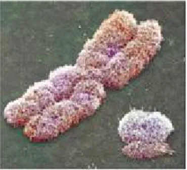 Figure 9 : La  paire  de  chromosomes  sexuels  humains.  Vue  prise  au  microscope  ‚lectronique  † 