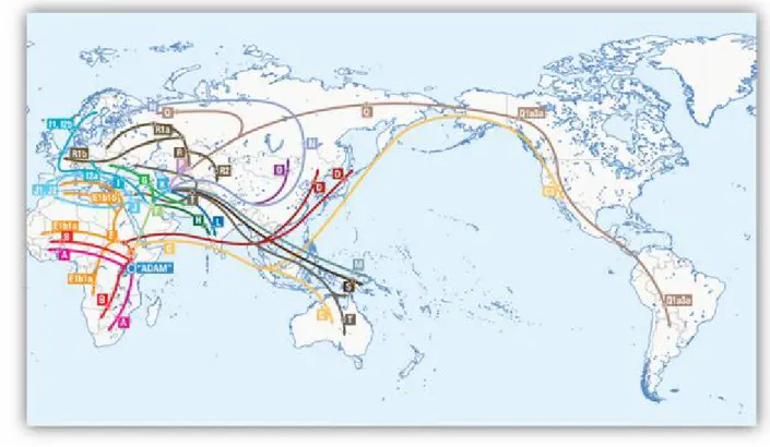 Figure 13: Carte  g‚ographique  retraŠant  les  principales  migrations  des  haplogroupes  du 