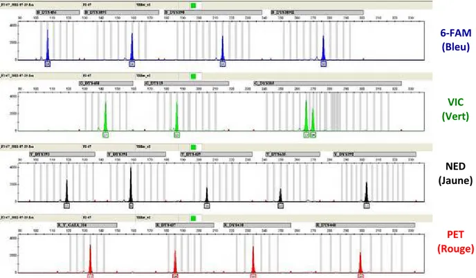 Figure 16: Exemple  d’un  profile  Y-STR  d’un  individu  obtenu  apr„s  la  PCR  multiplex  Yfiler™  (Applied 