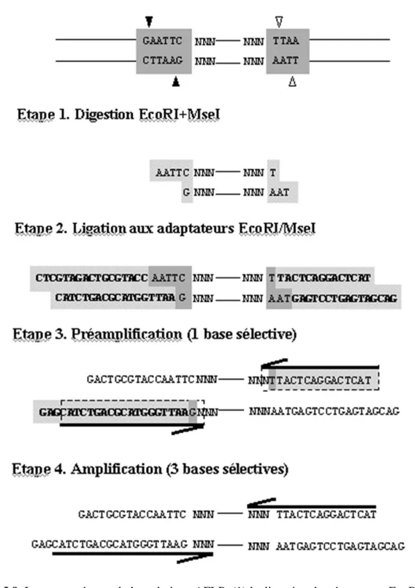 Figure I.9. Les quatre étapes de la technique AFLP. (1) la digestion du génome par EcoRI/MseI