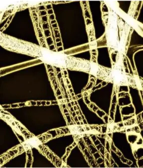 Figure 1.1 : Image de microscopie en champ sombre de nanotubes à parois multiples dopés à  l’azote