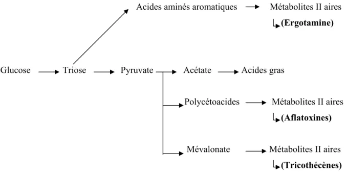 Figure 1 : Biosynthèse de quelques mycotoxines dans les aliments   (Leyral et vierling, 2001) 