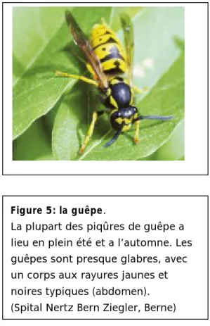 Figure 4: L'abeille. 
