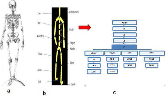 Figure 1.1 – Représentation de squelette. a : Squelette humain, b : Représentation sim- sim-plifié du squelette, c : Structure arborescente du squelette