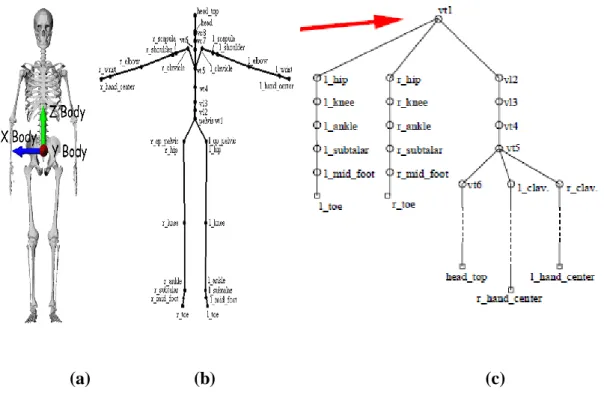 Figure  1.2 :  a :  représentation  d‟un  squelette  humain,  b :  squelette  simplifié    c :  arborescence du squelette