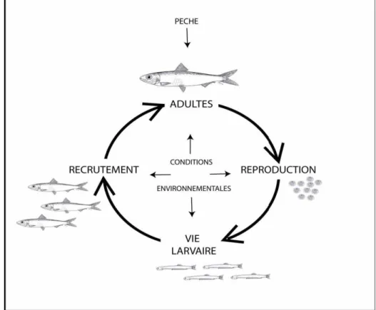 Figure 4 : Cycle de vie de la sardine, Sardina pilchardus, et influence de différents    paramètres sur les étapes du cycle de vie 