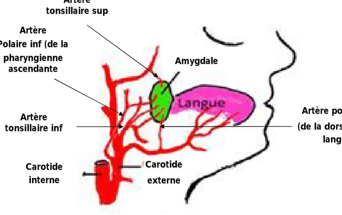Figure 3  [8]  : Vascularisation des amygdales 