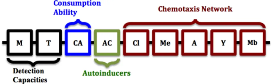 Figure 4.2 – La représentation graphique du génome utilisé par chaque bactérie.