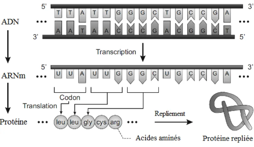 Figure 2. 5-  Création d'une molécule de protéine. Une séquence d'un seul brin d'ADN est  transcrite en une molécule d'ARN un ARN monocaténaire « single-stranded RNA molecule » 